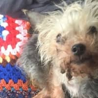 <p>Advocates hope to help Ginger get healthy again -- and see her tormentors pay.</p>