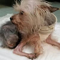 <p>Robyn Urman sought to help meet Ginger&#x27;s expected $20,000 in medical bills after rescuers from Brookyn found her emaciated, with three broken legs.</p>