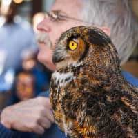 <p>Bill Streeter of Delaware Valley Raptor Center presents a great horned owl at “Hawks Over the Hudson</p>