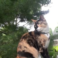 <p>Kallie the calico cat, pictured, is missing, according to a South Salem family.</p>