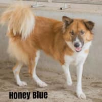 <p>Honey Blue is coming to the Westchester SPCA from Thailand.</p>