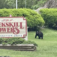 <p>This black bear, at Peekskill Towers, looks like it may be apartment hunting.</p>