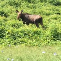 <p>This moose was seen on the side of the Bear Mountain Parkway on the Peekskill/Cortlandt border around 10 a.m. Sunday, July 10.</p>