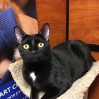 <p>Last but not least: Another PetSmart cat who is up for adoption Feb. 17-19 during a Valentine&#x27;s-themed event in Greenburgh.</p>