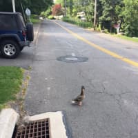 <p>The mother duck looks for her ducklings, who all went down the storm drain on Ponus Avenue.</p>