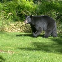 <p>The rather large black bear spotted near the Northern Westchester/Fairfield County border in South Salem.</p>