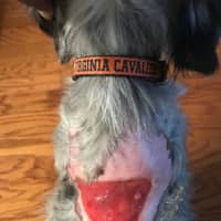 <p>Photo taken on Tuesday, April 10. Early prays that her dog&#x27;s fur grows back. If it doesn&#x27;t, Stella will require skin grafts. She has been through months of hydrotherapy, hospitalizations and medications -- turning her life upside down.</p>