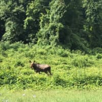 <p>The moose was seen on the side of the Bear Mountain Parkway on the Peekskill/Cortlandt border around 10 a.m. Sunday.</p>