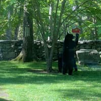 <p>This bird feeder caught the black bear&#x27;s attention in South Salem.</p>