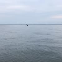 <p>Madelyn and Jim Cummings spotted a humpback whale in the water of Long Island Sound off Norwalk on Friday evening.</p>