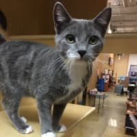 <p>OK. How can you pass up this adoptable cat? One of the PetSmart cats up for adoption this weekend during a Valentine&#x27;s-themed event in Greenburgh.</p>