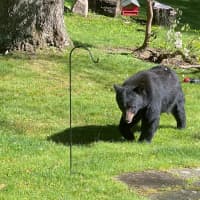 <p>The black bear in South Salem.</p>