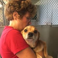 <p>Melody, mother of an abandoned litter of pups, was among the dogs saved after flooding in Louisiana by Pet Rescue.</p>