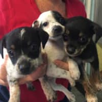 <p>Some of the puppies rescued on Friday by Pet Rescue of Harrison. They are now available for adoption at its Harrison Avenue facility.</p>