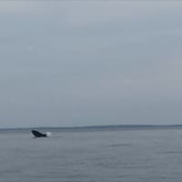<p>Madelyn and Jim Cummings spotted a humpback whale in the water of Long Island Sound off Norwalk on Friday evening.</p>
