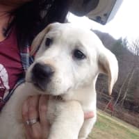 <p>One of the newest 16 dogs at Pet Rescue of Harrison. The local shelter rescued about 650 dogs, puppies, cats and kittens in 2016.</p>