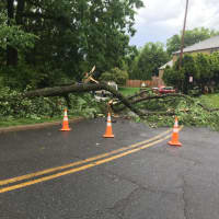 <p>Another fallen tree blocked traffic on Royal Avenue in Hawthorne.</p>