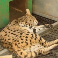 <p>An African Savannah cat was found on Mill Street in Paterson.</p>