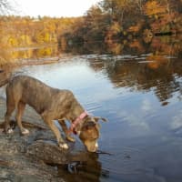 <p>Cali goes for a hike.</p>