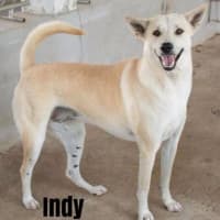 <p>Indy is coming to the Westchester SPCA from Thailand.</p>