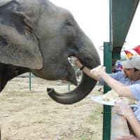 <p>One year celebration of Raju being free, Kartick and Geeta feed elephant cake to all of the elephants at the center.</p>