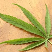 <p>Cannabis satifva leaf</p>