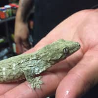 <p>NJ Exotic Pets in Lodi specializes in reptiles and exotic mammals like skunks, squirrels, potbelly pigs and hedgehogs.</p>