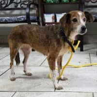 <p>This sweet and quiet dog was found on Reservoir Road in Brewster and taken to the Scarsdale Animal Hospital where she is being treated for Lyme disease.</p>
