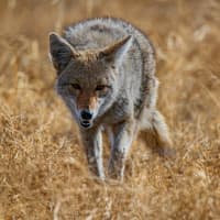 Coyote Warning Issued For Westport After Dog Attacks