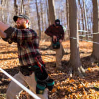 <p>Workers prepare the trees at Madava Farms for the upcoming maple season.</p>