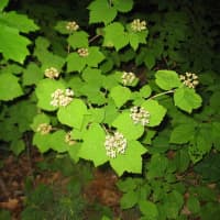 <p>Mapleleaf viburnum is just one example of a native shrub that Croton landscaper Amanda Bayley works with.</p>
