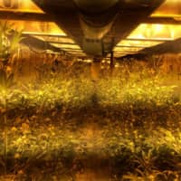 <p>Greenburgh Police uncovered more than 300 marijuana plants worth over a $1 million in a grow house at 718 Ardsley Road. The photo here is a state police file photo and not related to the Greenburgh incident.</p>