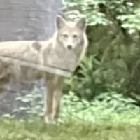 Coyote Captured In Delco, Others Sought: Authorities