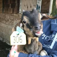 <p>Matilda the goat arrives at Freedom Farm Animal Sanctuary.</p>
