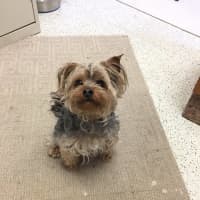 <p>This Yorkie mix, nicknamed &quot;Missy,&quot; was found in Winslow Park  in Westport this week.</p>