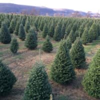 <p>Trees are ready to be chopped down at Murphy Crest Tree Farm in Amenia.</p>