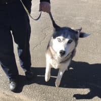 <p>Neekah the husky was found wandering in Danbury and is currently up for adoption.</p>