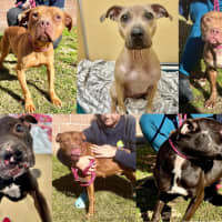 Dogs Saved From Suspected Jersey Shore Fighting Ring Need Foster Families