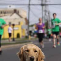 <p>Addie is a comfort dog who is helping students at Sandy Hook Elementary School, which was the site of mass shootings last December.</p>