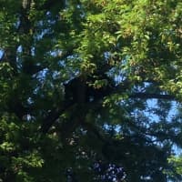 <p>A black bear has currently taken up residence in a tree off Main Street in Danbury. Connecticut Department of Energy and Environmental Protection have been called to the scene.</p>