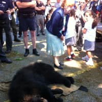 <p>Students from St. Peter&#x27;s-Sacred Heart School in Danbury get an up-close look at the tranquilized bear in the parking lot behind their school. </p>