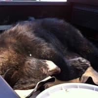 <p>The 275-pound bear was brought down from the tree mid-Tuesday morning by the Connecticut Department of Energy and Environmental Protection and Danbury police officers and firefighters. </p>