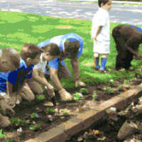 <p>Bronxville students pat down the dirt around their flowers.</p>