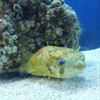 <p>This Pacific Porcupine Puffer is one of many fish offered for sale at the new Armonk shop, Haaki.</p>