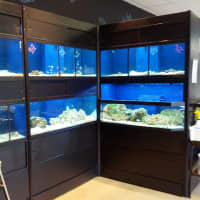 <p>A new Armonk pet shop, Haaki, offers a variety of freshwater and saltwater fish.</p>