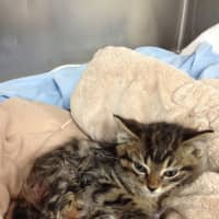 <p>Tres, an 8-week-old kitten rescued by Animals in Distress in Wilton, needed emergency surgery to amputate his left rear leg.</p>