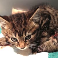 <p>Tres, an 8-week-old kitten rescued by Wilton&#x27;s Animals in Distress, is in recovery after his emergency surgery.</p>