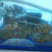 <p>A new bill signed into law on Friday is aimed at helping to restore the lobster population in Long Island Sound off the coast of Connecticut.</p>