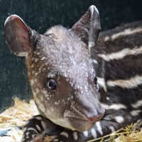 <p>Squeak, the tapir, is the newest addition to the LEO Zoological Conservation Center in Greenwich.</p>