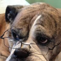 <p>A dog wears glasses to check out other pets at Canine Kindergarten in Cortlandt.</p>